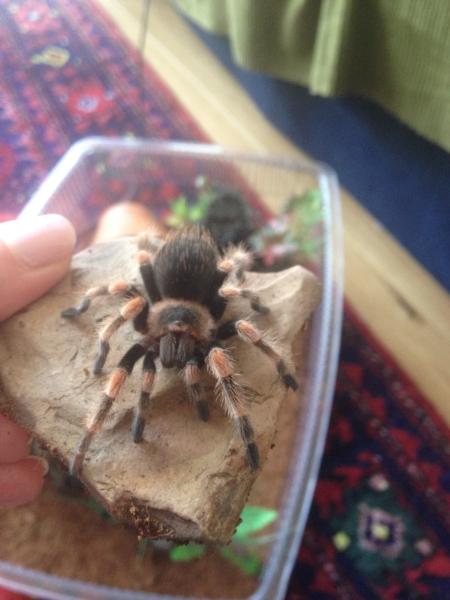 Do you want to see my tarantula spiders?