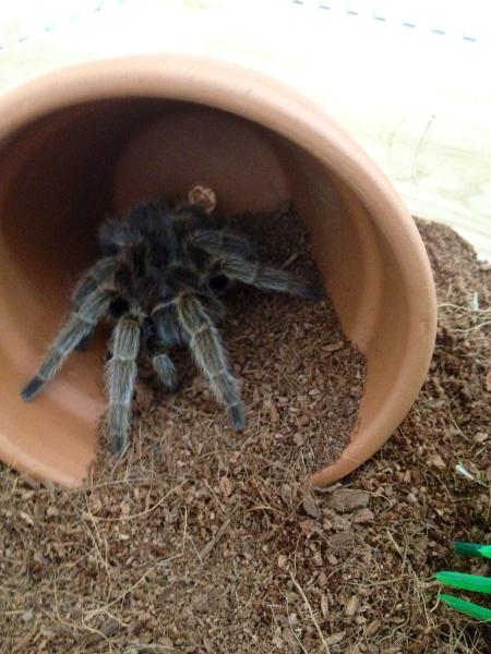 Do you want to see my tarantula spiders?