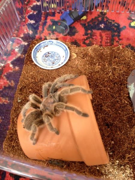 Do you want to see my tarantula spiders?