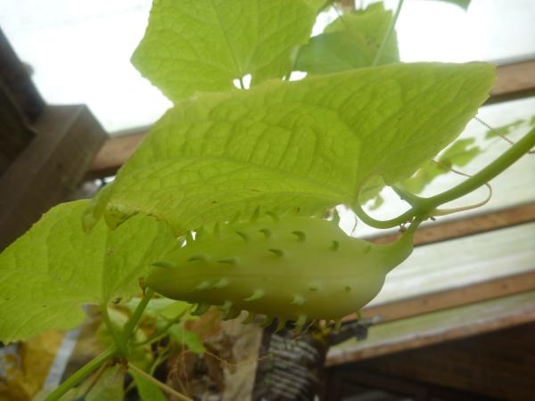 What is this fruit?