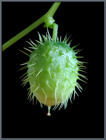 What is this fruit?