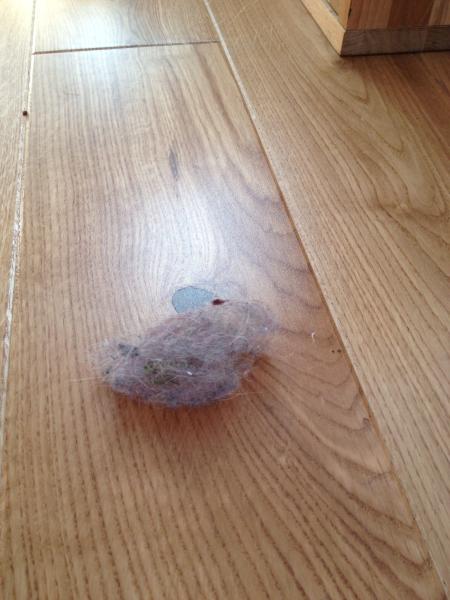 Do you like the large dust bunny that I found?