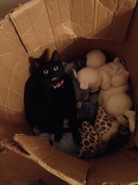 Here's a picture of my Siamese cat sticking his tongue out.