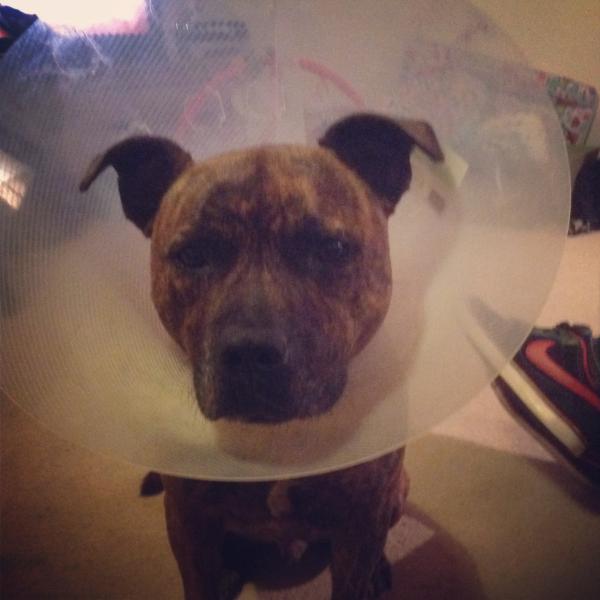 People are so judgmental towards my dog!
