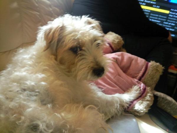 People are so judgmental towards my dog!