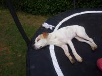 People are so judgmental towards my dog!