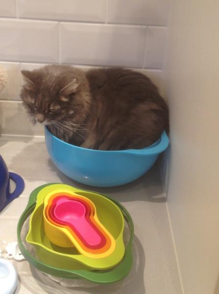 Share your favourite pet pictures for a chance to win £100 John Lewis voucher and copies of Jacqueline Wilson's Paws and Whiskers