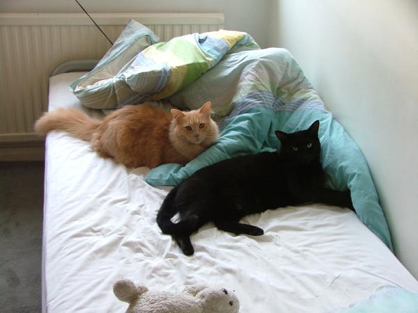 Share your favourite pet pictures for a chance to win £100 John Lewis voucher and copies of Jacqueline Wilson's Paws and Whiskers