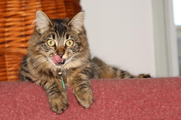Share your favourite pet pictures for a chance to win £100 John Lewis voucher and copies of Jacqueline Wilson's Paws and Whiskers