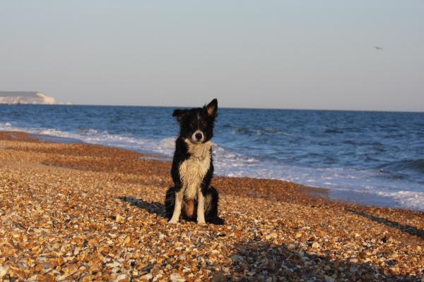 Share your favourite pet pictures for a chance to win £100 John Lewis voucher and copies of Jacqueline Wilson's Paws and Whiskers