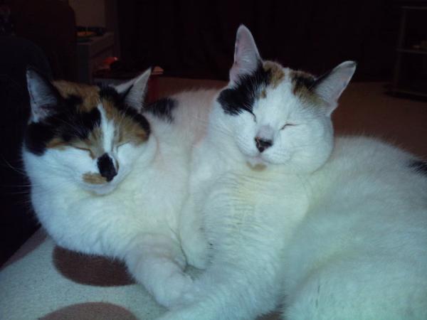 Share your favourite pet pictures for a chance to win £100 John Lewis voucher and copies of Jacqueline Wilson's Paws and Whiskers