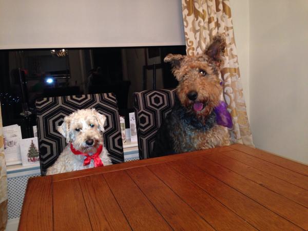 Share your favourite pet pictures for a chance to win £100 John Lewis voucher and copies of Jacqueline Wilson's Paws and Whiskers