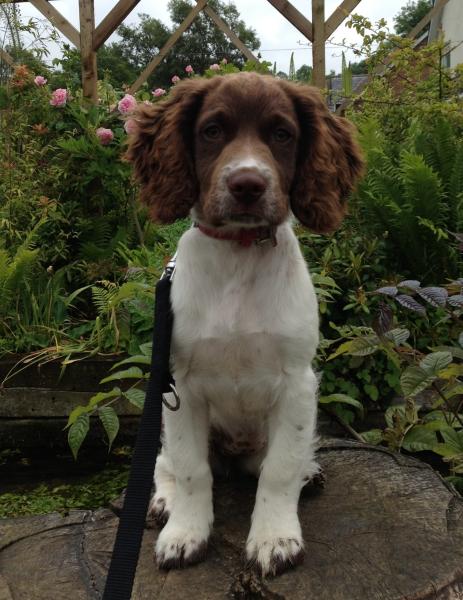 Share your favourite pet pictures for a chance to win £100 John Lewis voucher and copies of Jacqueline Wilson's Paws and Whiskers