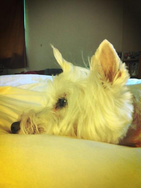 Share your favourite pet pictures for a chance to win £100 John Lewis voucher and copies of Jacqueline Wilson's Paws and Whiskers