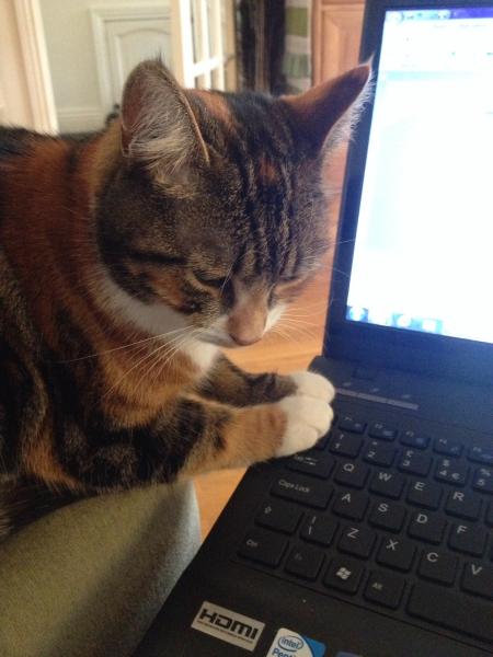 Share your favourite pet pictures for a chance to win £100 John Lewis voucher and copies of Jacqueline Wilson's Paws and Whiskers