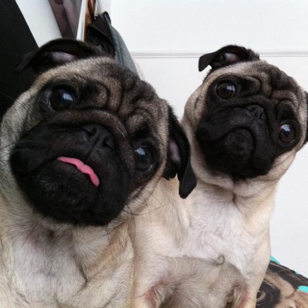 Share your favourite pet pictures for a chance to win £100 John Lewis voucher and copies of Jacqueline Wilson's Paws and Whiskers