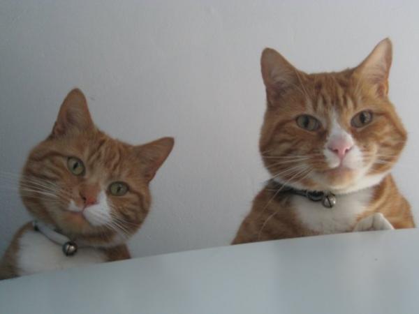 Share your favourite pet pictures for a chance to win £100 John Lewis voucher and copies of Jacqueline Wilson's Paws and Whiskers