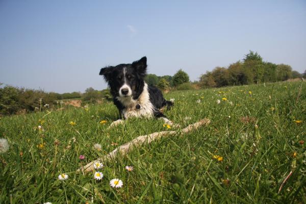 Share your favourite pet pictures for a chance to win £100 John Lewis voucher and copies of Jacqueline Wilson's Paws and Whiskers