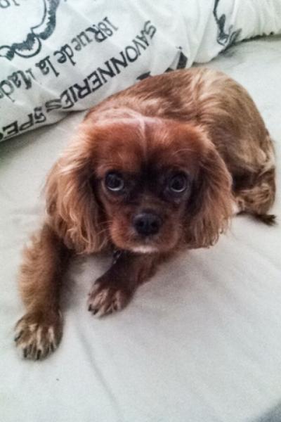 Share your favourite pet pictures for a chance to win £100 John Lewis voucher and copies of Jacqueline Wilson's Paws and Whiskers
