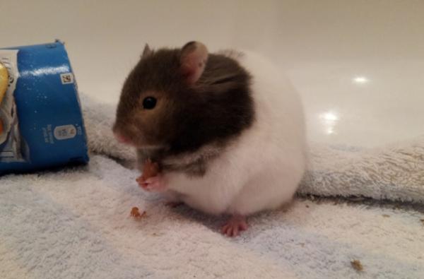 Share your favourite pet pictures for a chance to win £100 John Lewis voucher and copies of Jacqueline Wilson's Paws and Whiskers