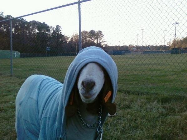 School run goat wanted please