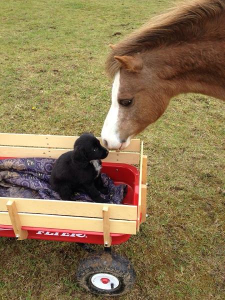 Share your favourite pet pictures for a chance to win £100 John Lewis voucher and copies of Jacqueline Wilson's Paws and Whiskers
