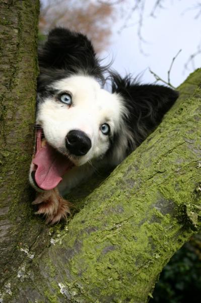Share your favourite pet pictures for a chance to win £100 John Lewis voucher and copies of Jacqueline Wilson's Paws and Whiskers