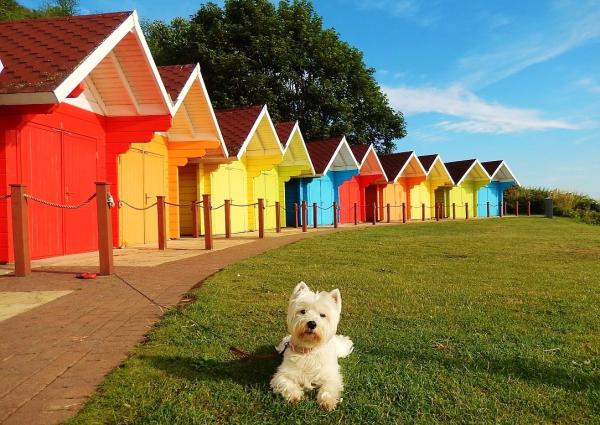 Share your favourite pet pictures for a chance to win £100 John Lewis voucher and copies of Jacqueline Wilson's Paws and Whiskers