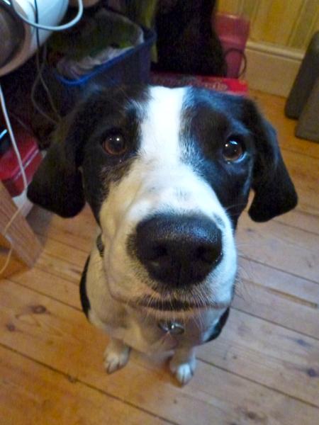 Share your favourite pet pictures for a chance to win £100 John Lewis voucher and copies of Jacqueline Wilson's Paws and Whiskers