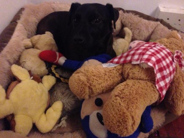 Share your favourite pet pictures for a chance to win £100 John Lewis voucher and copies of Jacqueline Wilson's Paws and Whiskers