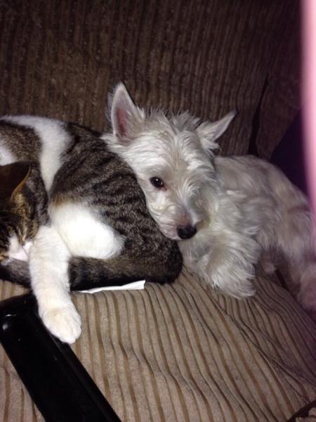 Share your favourite pet pictures for a chance to win £100 John Lewis voucher and copies of Jacqueline Wilson's Paws and Whiskers