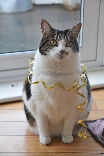 Share your favourite pet pictures for a chance to win £100 John Lewis voucher and copies of Jacqueline Wilson's Paws and Whiskers