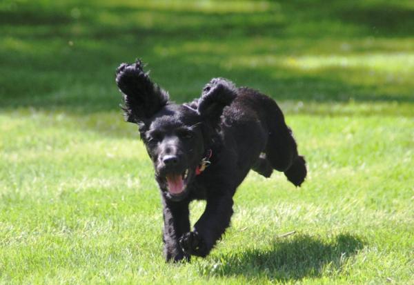 Share your favourite pet pictures for a chance to win £100 John Lewis voucher and copies of Jacqueline Wilson's Paws and Whiskers