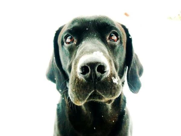 Share your favourite pet pictures for a chance to win £100 John Lewis voucher and copies of Jacqueline Wilson's Paws and Whiskers