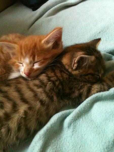 Share your favourite pet pictures for a chance to win £100 John Lewis voucher and copies of Jacqueline Wilson's Paws and Whiskers