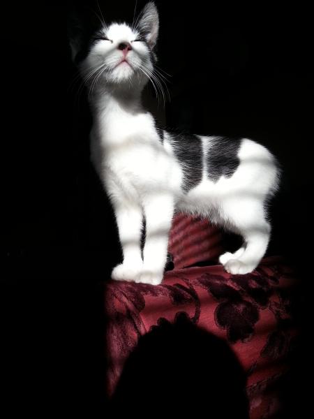 Share your favourite pet pictures for a chance to win £100 John Lewis voucher and copies of Jacqueline Wilson's Paws and Whiskers