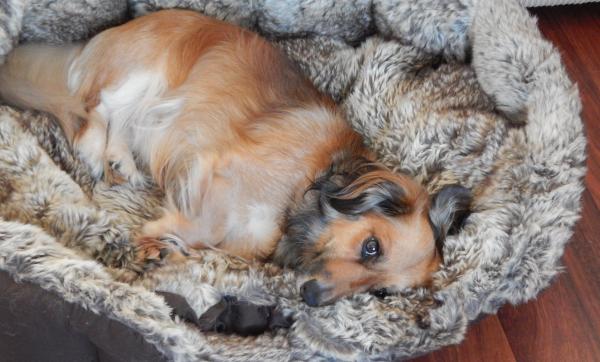Share your favourite pet pictures for a chance to win £100 John Lewis voucher and copies of Jacqueline Wilson's Paws and Whiskers