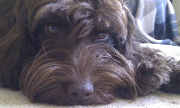 Share your favourite pet pictures for a chance to win £100 John Lewis voucher and copies of Jacqueline Wilson's Paws and Whiskers