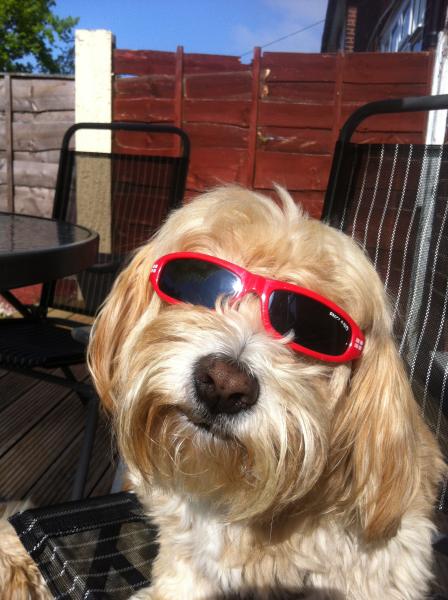 Pet pics