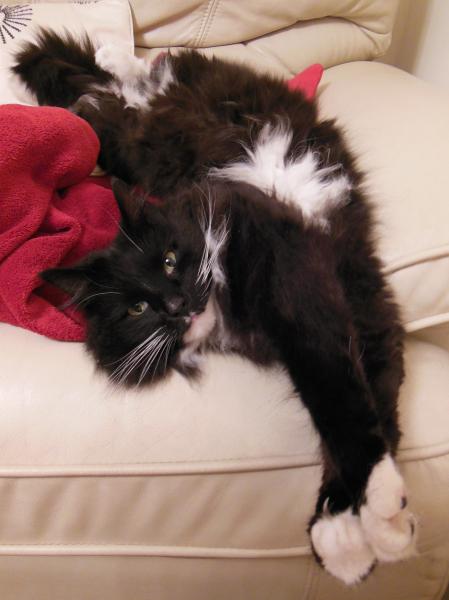 Share your favourite pet pictures for a chance to win £100 John Lewis voucher and copies of Jacqueline Wilson's Paws and Whiskers