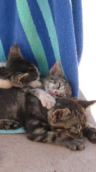 Share your favourite pet pictures for a chance to win £100 John Lewis voucher and copies of Jacqueline Wilson's Paws and Whiskers