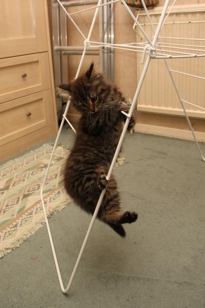 Share your favourite pet pictures for a chance to win £100 John Lewis voucher and copies of Jacqueline Wilson's Paws and Whiskers
