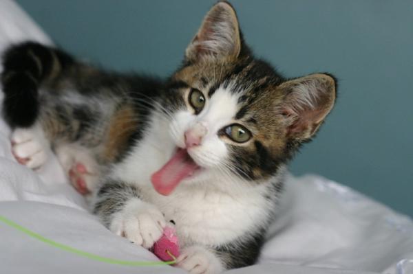 Share your favourite pet pictures for a chance to win £100 John Lewis voucher and copies of Jacqueline Wilson's Paws and Whiskers
