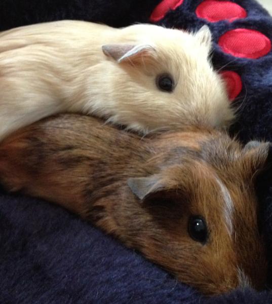 Share your favourite pet pictures for a chance to win £100 John Lewis voucher and copies of Jacqueline Wilson's Paws and Whiskers