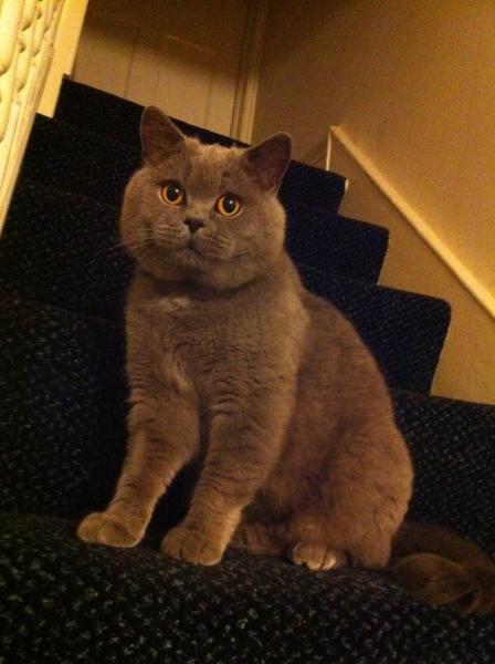 Share your favourite pet pictures for a chance to win £100 John Lewis voucher and copies of Jacqueline Wilson's Paws and Whiskers