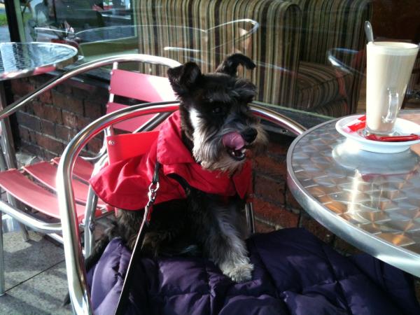 Share your favourite pet pictures for a chance to win £100 John Lewis voucher and copies of Jacqueline Wilson's Paws and Whiskers