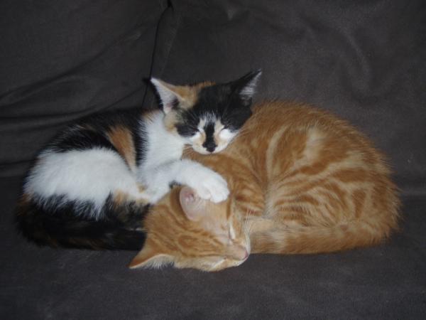 Share your favourite pet pictures for a chance to win £100 John Lewis voucher and copies of Jacqueline Wilson's Paws and Whiskers