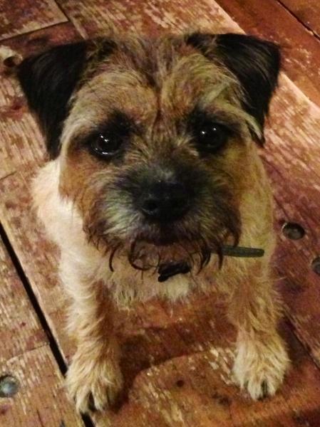 Share your favourite pet pictures for a chance to win £100 John Lewis voucher and copies of Jacqueline Wilson's Paws and Whiskers