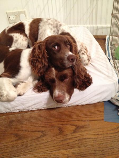 Share your favourite pet pictures for a chance to win £100 John Lewis voucher and copies of Jacqueline Wilson's Paws and Whiskers