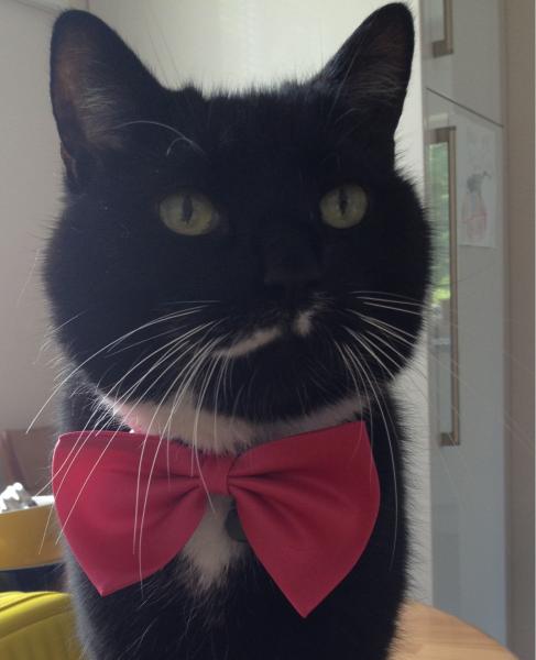 Share your favourite pet pictures for a chance to win £100 John Lewis voucher and copies of Jacqueline Wilson's Paws and Whiskers
